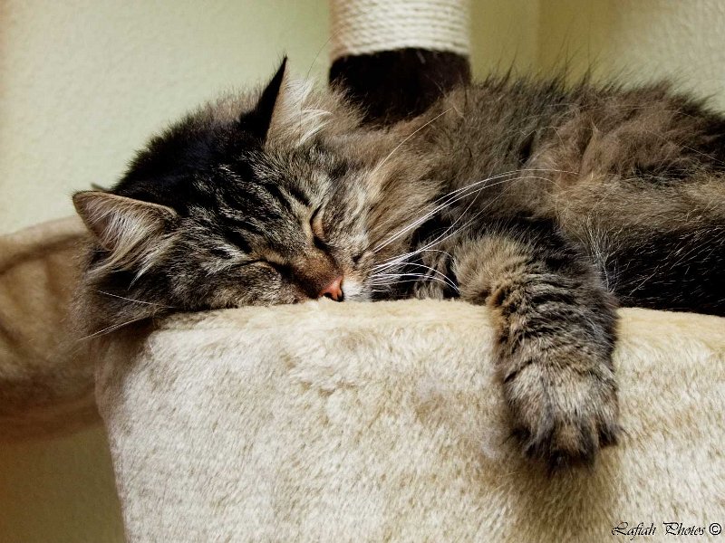 Tiere09_2010001.jpg