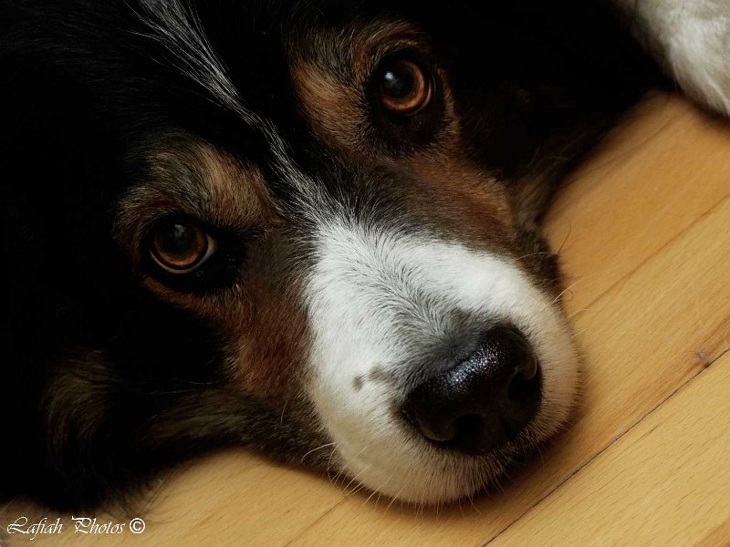 Tiere09_201001.jpg