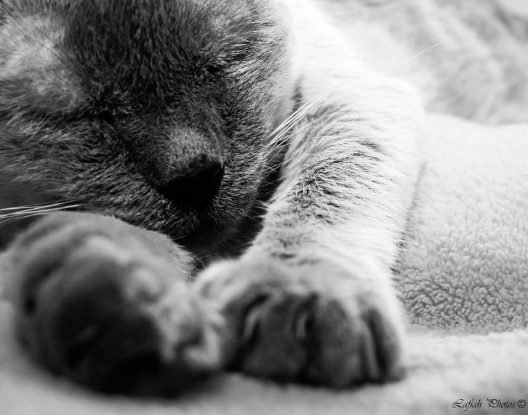 Tiere09_201006.jpg