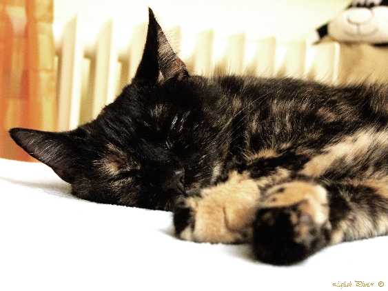 Tiere09_20101.jpg