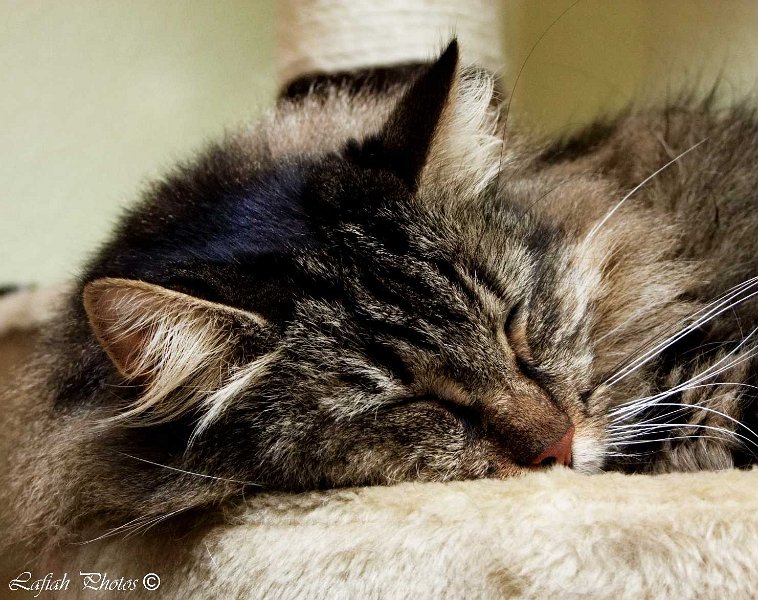 Tiere09_201011.jpg