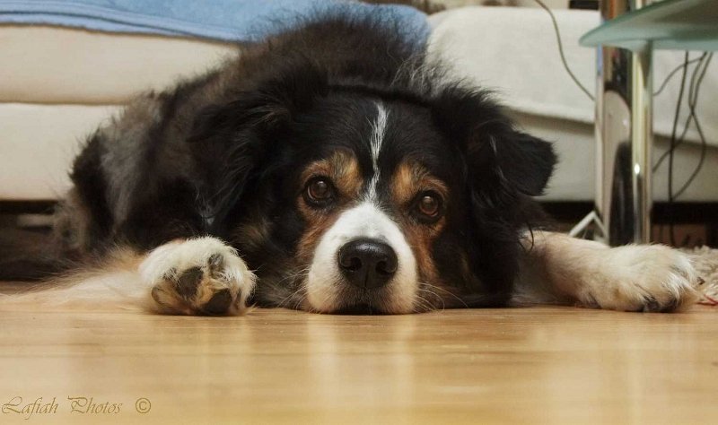 Tiere09_201012.jpg