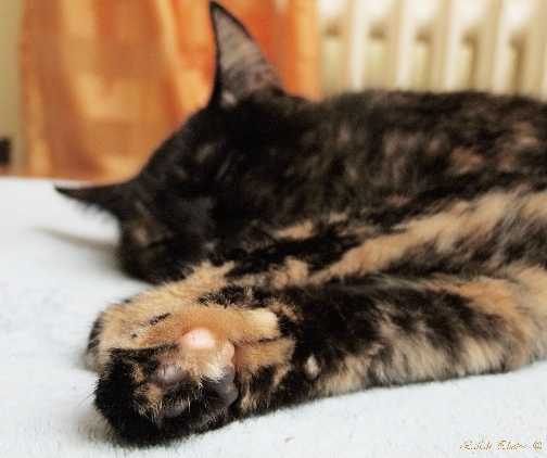 Tiere09_20102.jpg