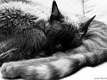 DSCF1761