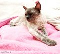 Tiere09_201002