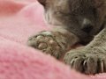 Tiere09_201004