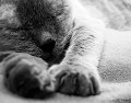 Tiere09_201006