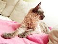 Tiere09_201007