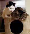 Tiere09_201010