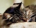 Tiere09_201011