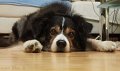 Tiere09_201012