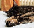 Tiere09_20102