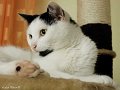 Tiere09_20103