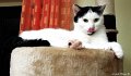 Tiere09_20106