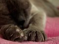 _Tiere09_201005